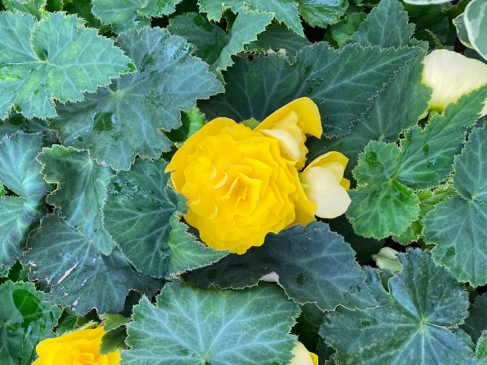 Professional landscaping services for year-round maintenance in Patterson, NY by Petersen's Patterson Greenhouses