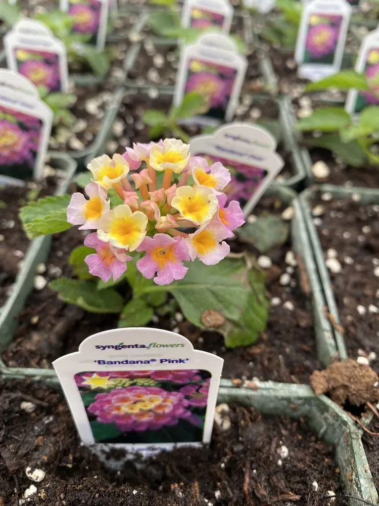 Expert yard maintenance in Patterson, NY - Petersen's Patterson Greenhouses