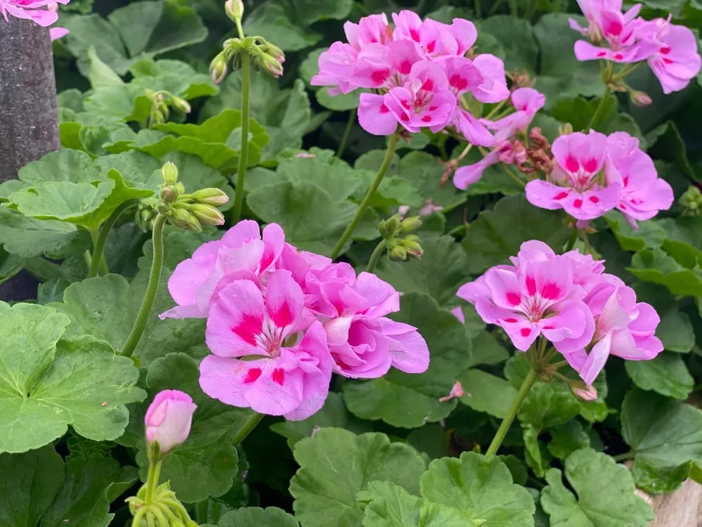 Custom residential landscaping for residential properties across Patterson, NY - Petersen's Patterson Greenhouses