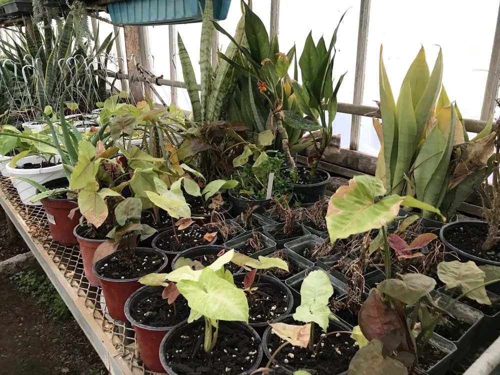 Local yard cleanup service for residential properties in Patterson, NY by Petersen's Patterson Greenhouses