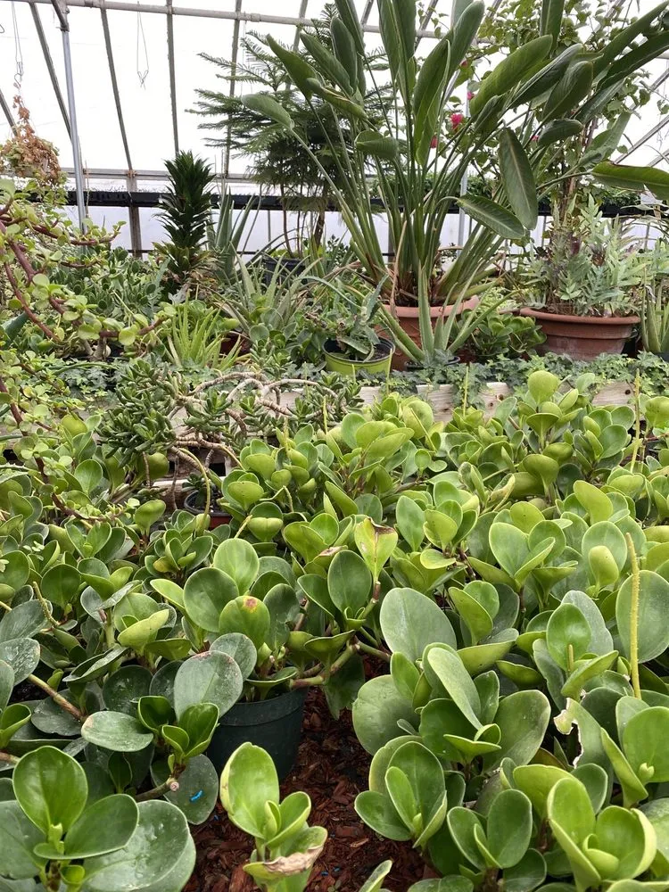 Professional yard cleanup service for beautiful yards across Patterson, NY - Petersen's Patterson Greenhouses