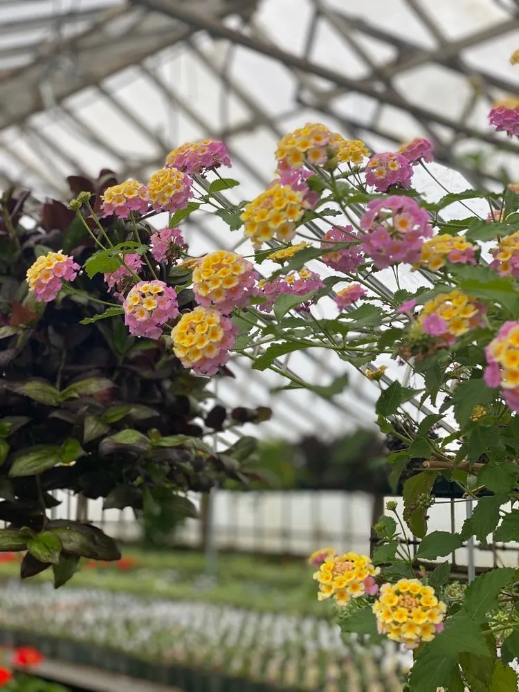 Affordable garden landscaping for residential properties in Patterson, NY by Petersen's Patterson Greenhouses