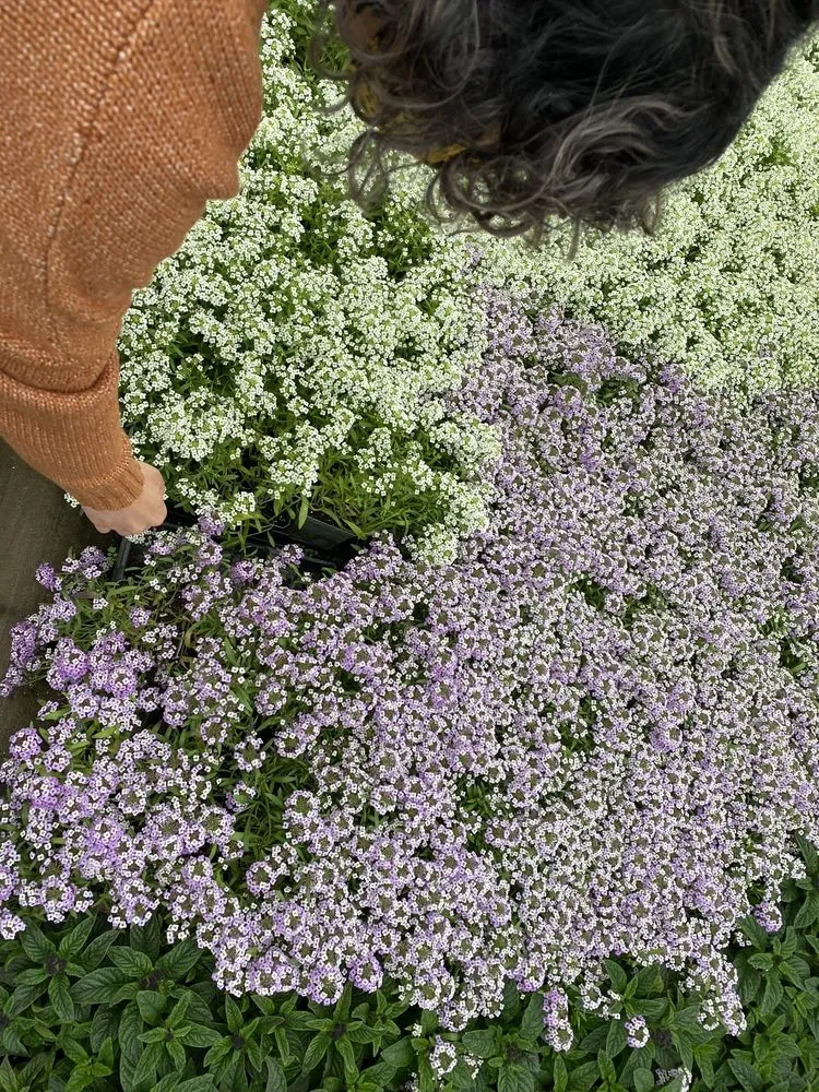 Top-rated landscape installation in Patterson, NY by Petersen's Patterson Greenhouses