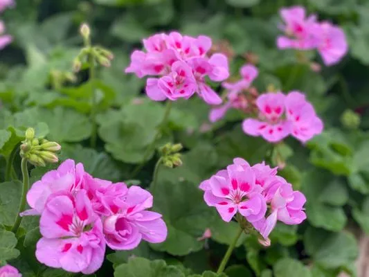 Petersen's Patterson Greenhouses