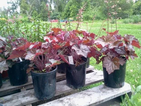 Trusted yard maintenance in West Fargo, ND by Peterson Services. LLC