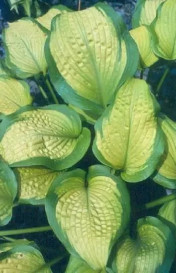 Affordable outdoor landscaping in West Fargo, ND by Peterson Services. LLC