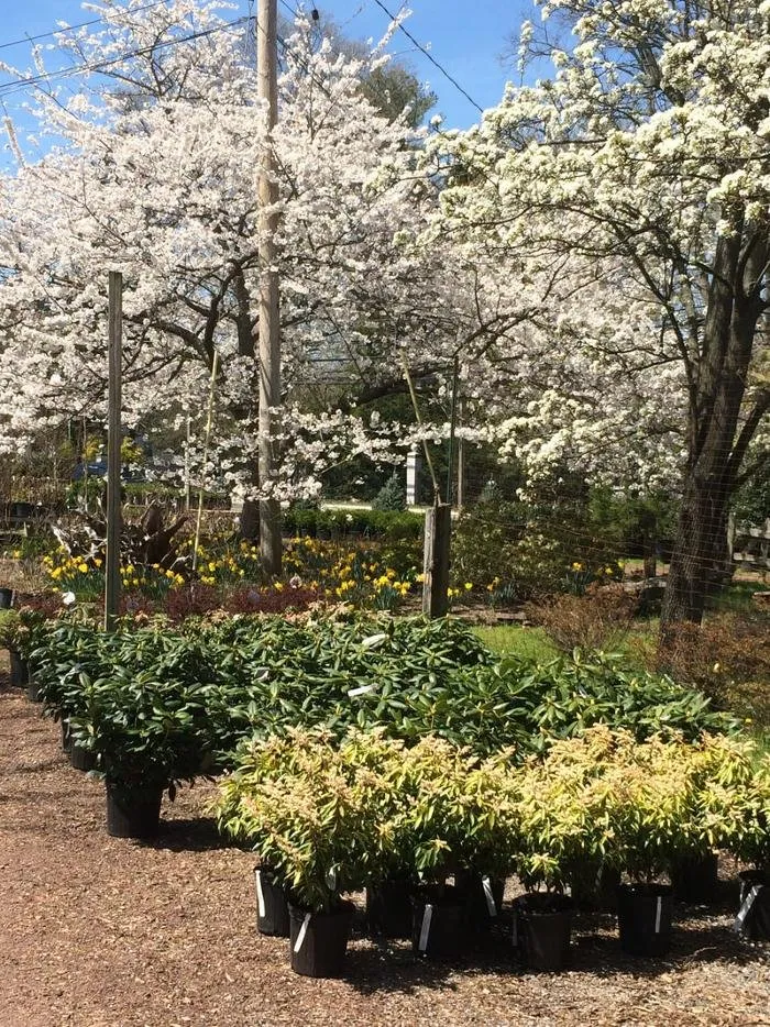 Local residential landscaping in Princeton, NJ - Peterson's Nursery