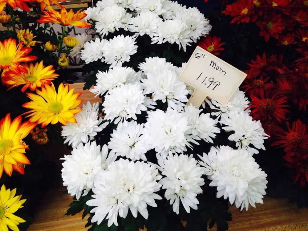 Affordable lawn care service for outdoor upgrades in Princeton, NJ by Peterson's Nursery