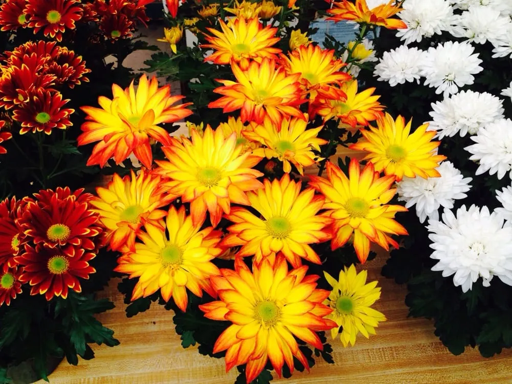 Affordable yard maintenance for homes across Princeton, NJ - Peterson's Nursery