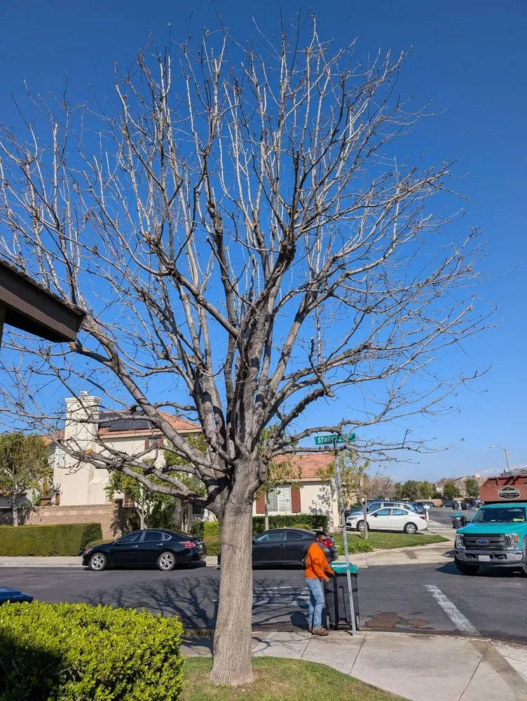 Expert residential landscaping for year-round maintenance in Orange, CA by Peterson's Tree Works