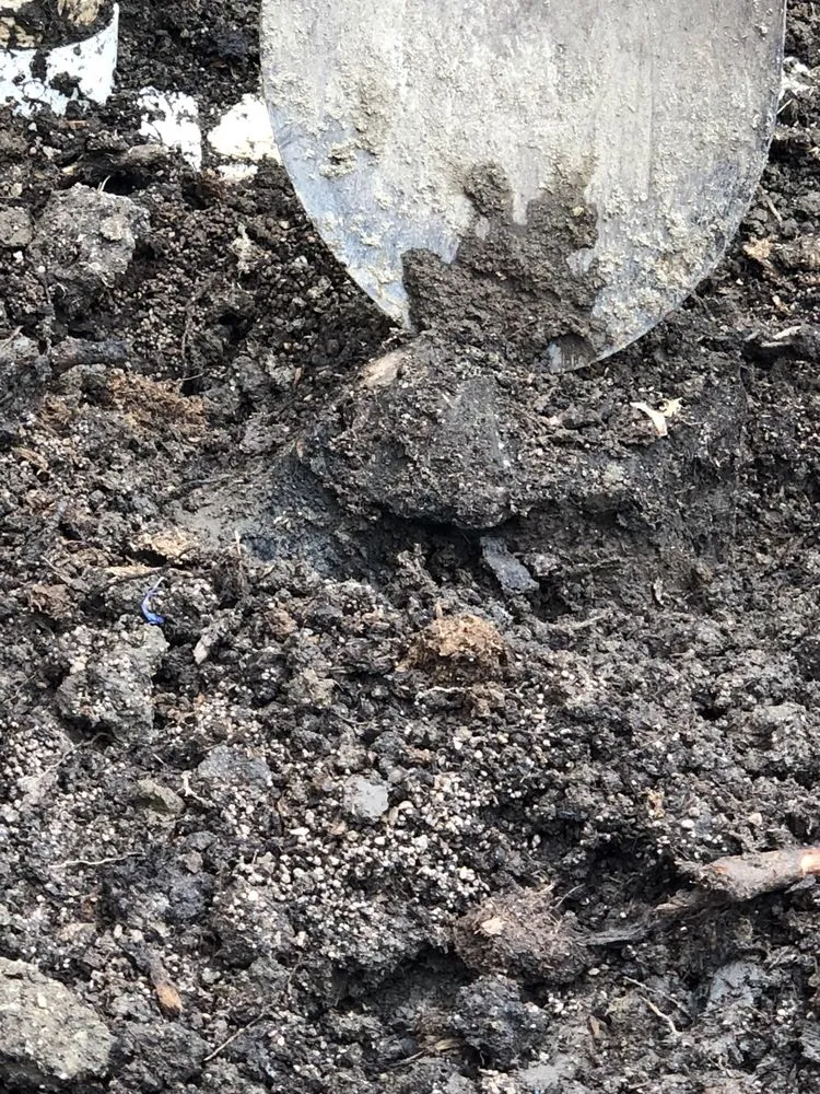 Professional yard cleanup service experts serving Orange, CA - Peterson's Tree Works