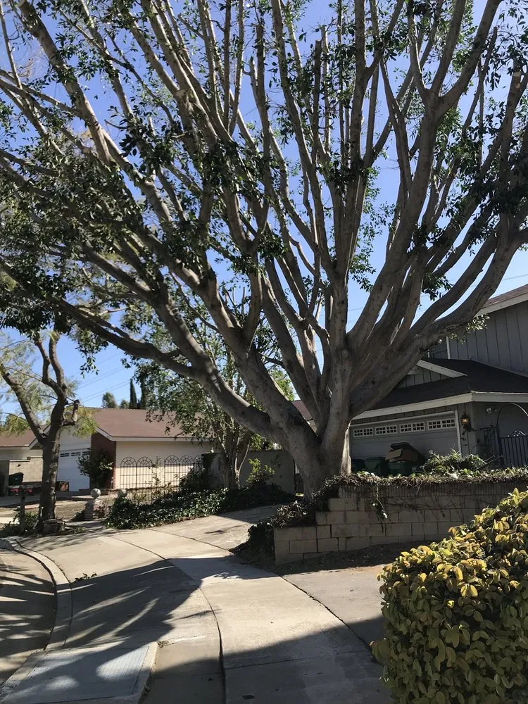 Local yard maintenance experts serving Orange, CA - Peterson's Tree Works