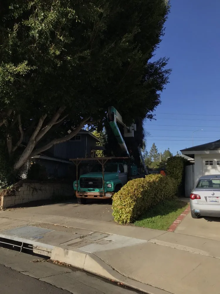 Top-rated yard maintenance for homes across Orange, CA - Peterson's Tree Works