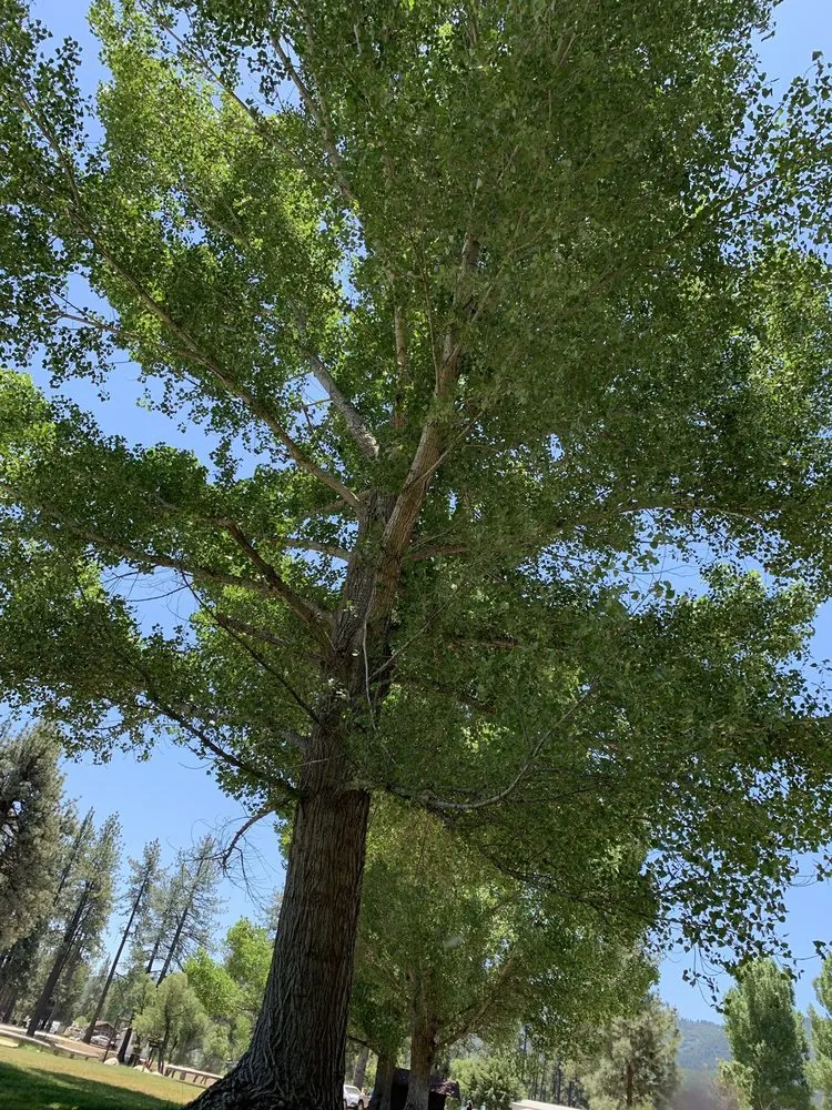 Trusted lawn mowing service in Orange, CA by Peterson's Tree Works