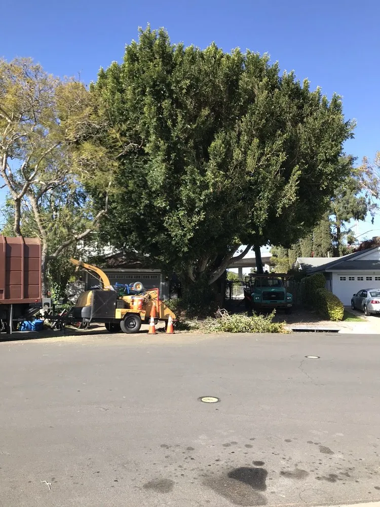 Affordable landscaping services experts serving Orange, CA - Peterson's Tree Works