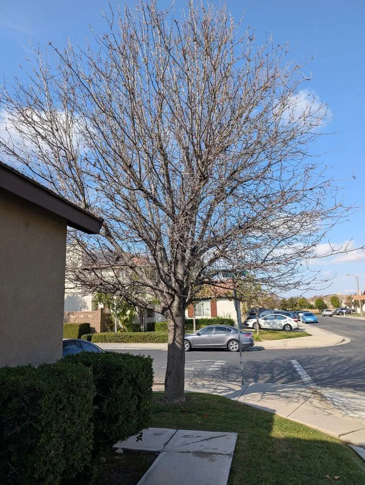 Expert garden landscaping experts serving Orange, CA - Peterson's Tree Works
