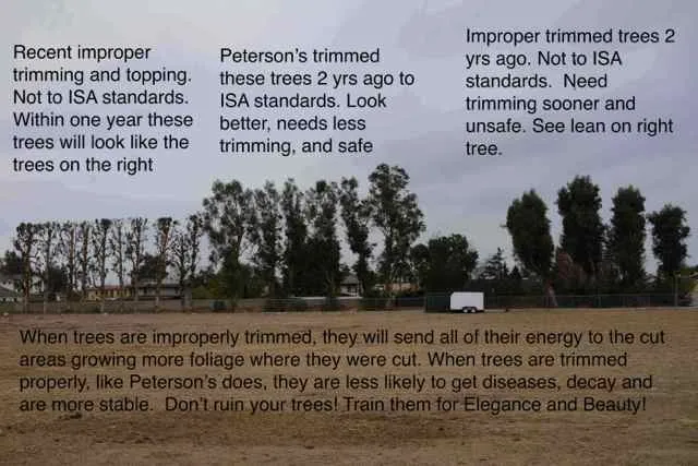 Expert lawn care service with custom design in Orange, CA by Peterson's Tree Works