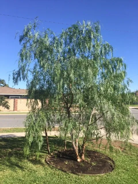 Top-rated outdoor landscaping in Orange, CA by Peterson's Tree Works
