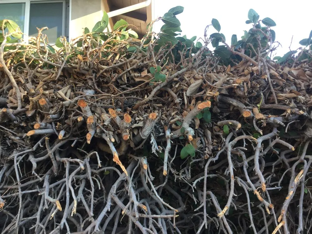 Custom lawn care service for beautiful yards across Orange, CA - Peterson's Tree Works