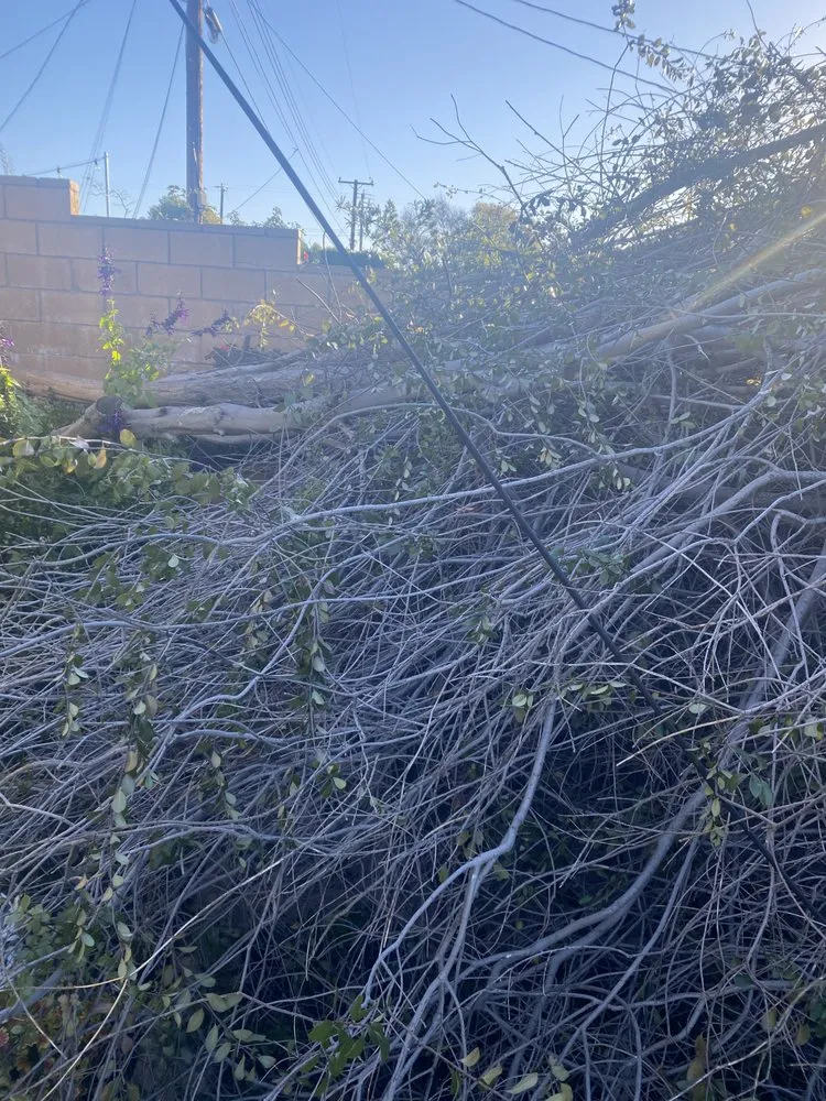 Trusted yard cleanup service experts serving Orange, CA - Peterson's Tree Works