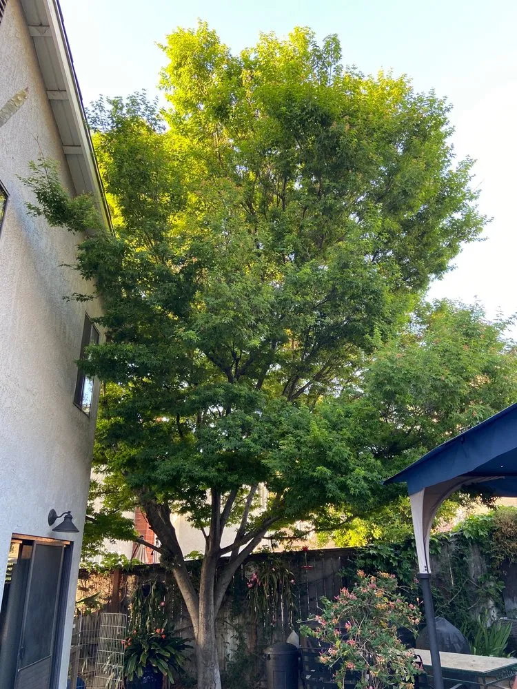 Affordable yard maintenance with custom design across Orange, CA - Peterson's Tree Works