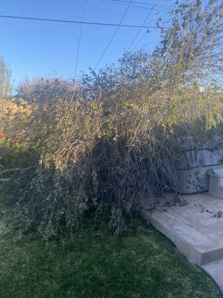 Affordable yard maintenance for outdoor upgrades across Orange, CA - Peterson's Tree Works