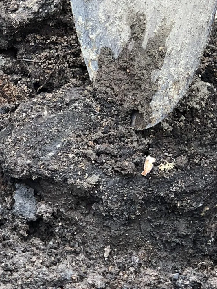 Trusted garden landscaping experts serving Orange, CA - Peterson's Tree Works