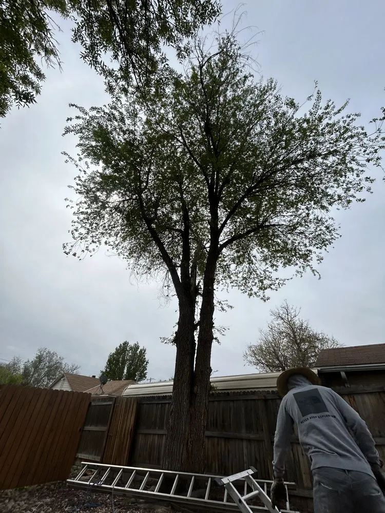 Reliable landscape installation in Lakewood, CO - Pete’s Landscape Tree Care