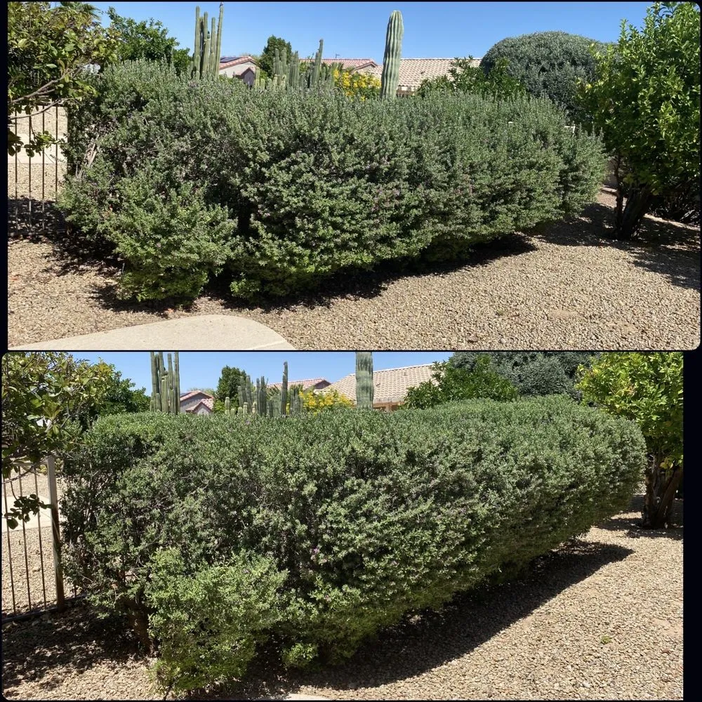 Trusted garden landscaping experts serving Surprise, AZ - Pete's Lawn care