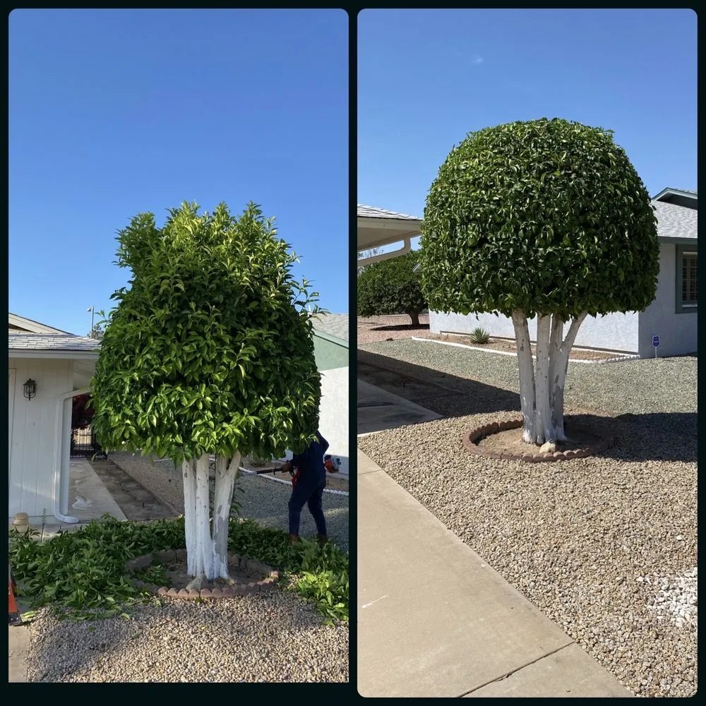 Top-rated yard maintenance experts serving Surprise, AZ - Pete's Lawn care