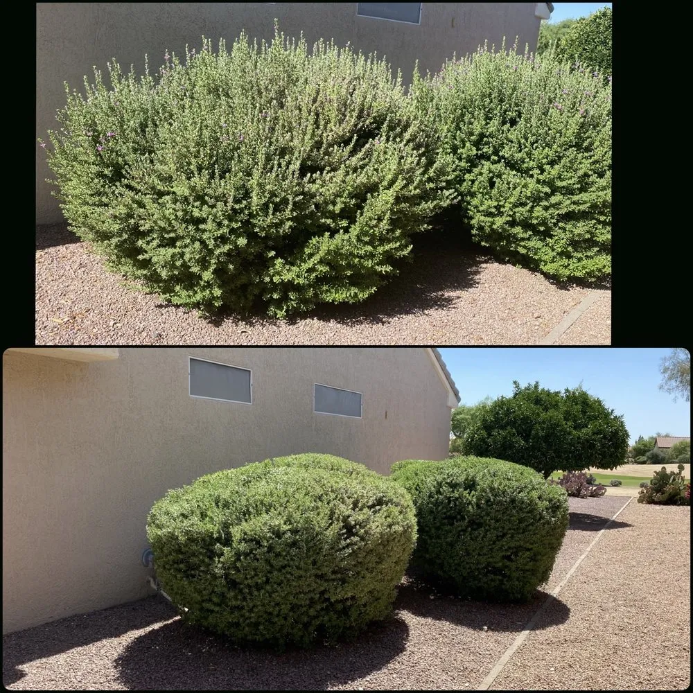 Professional outdoor landscaping in Surprise, AZ - Pete's Lawn care
