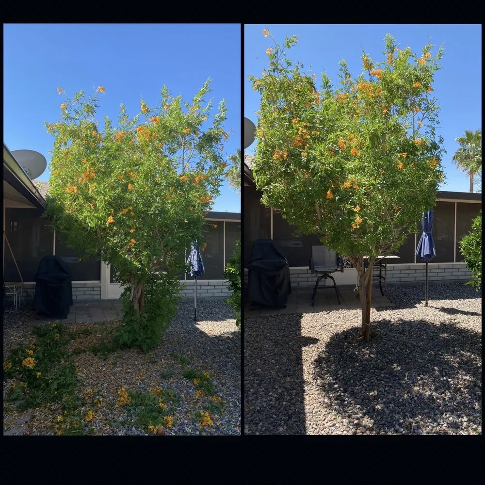 Local yard maintenance for year-round maintenance in Surprise, AZ by Pete's Lawn care