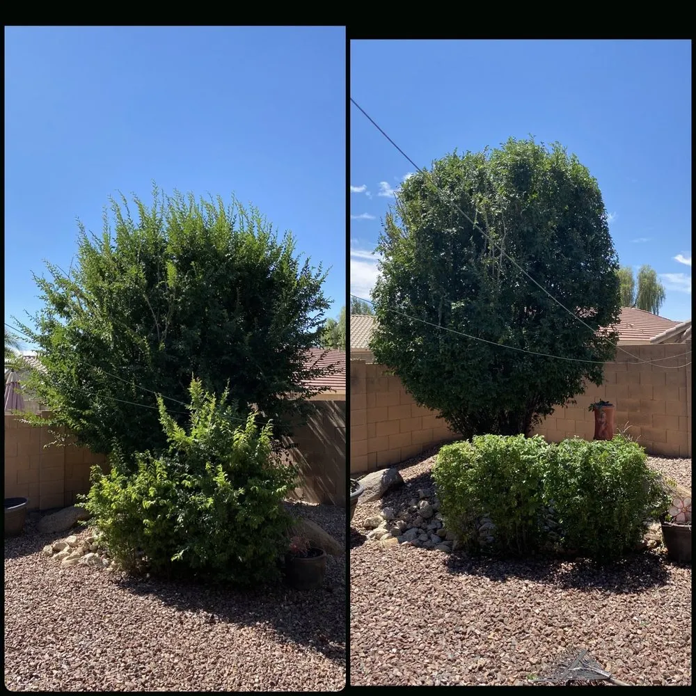 Local outdoor landscaping experts serving Surprise, AZ - Pete's Lawn care