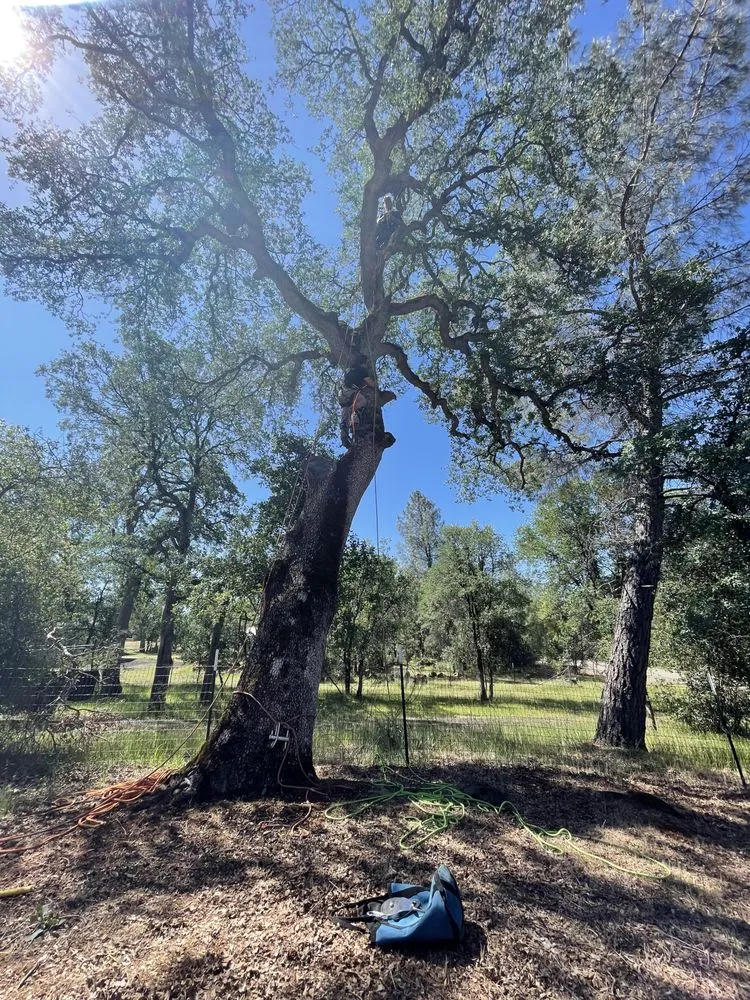 Reliable landscape installation experts serving Anderson, CA - Pete’s yard and tree service