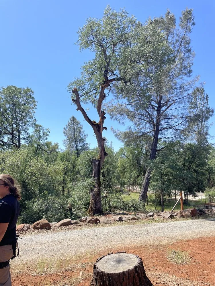 Custom landscaping services in Anderson, CA by Pete’s yard and tree service