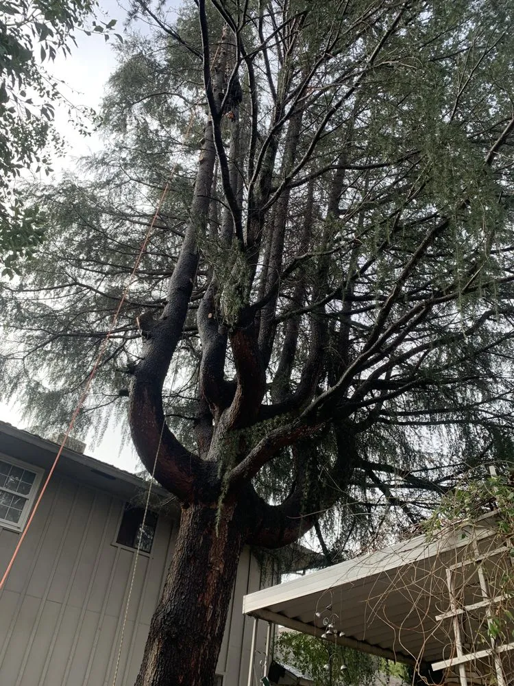 Local yard maintenance in Anderson, CA - Pete’s yard and tree service