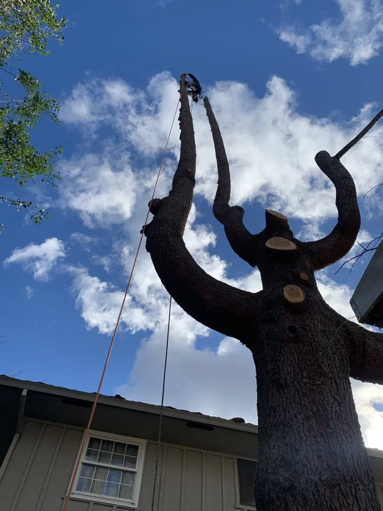 Reliable residential landscaping experts serving Anderson, CA - Pete’s yard and tree service