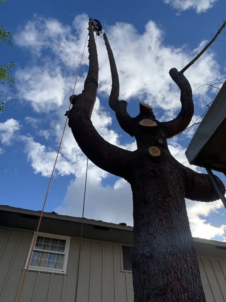 Professional yard cleanup service near you in Anderson, CA by Pete’s yard and tree service