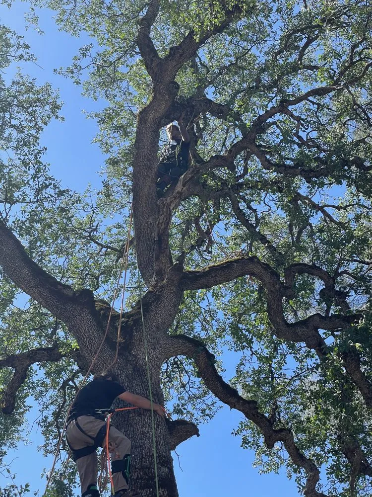 Top-rated outdoor landscaping in Anderson, CA - Pete’s yard and tree service