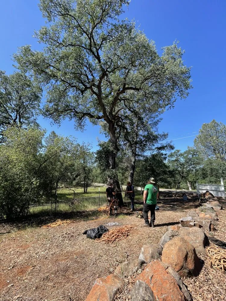 Reliable outdoor landscaping experts serving Anderson, CA - Pete’s yard and tree service