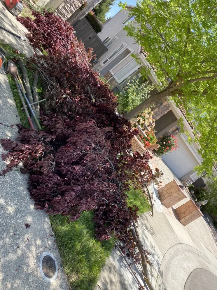 Affordable residential landscaping in Lodi, CA by Petey's Demo and Trash Disposal