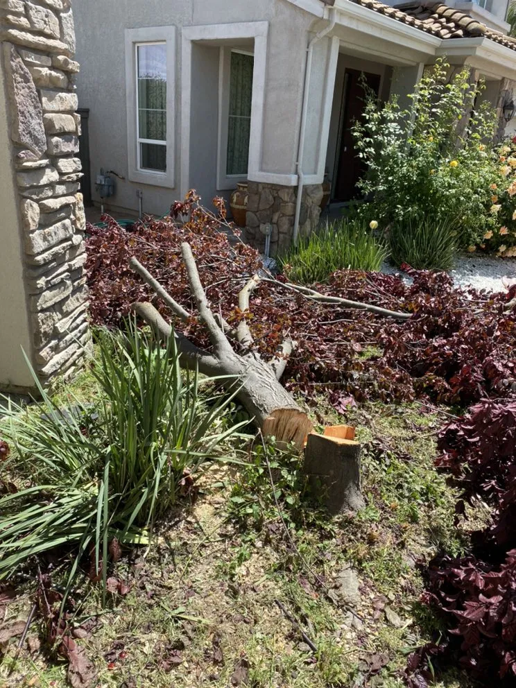 Reliable outdoor landscaping experts serving Lodi, CA - Petey's Demo and Trash Disposal