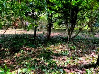 Professional landscaping services in Tuscaloosa, AL by Petra Lawncare and Services