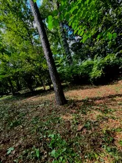 Local yard cleanup service for year-round maintenance in Tuscaloosa, AL by Petra Lawncare and Services