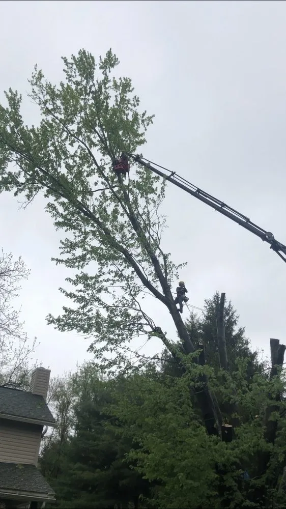 Expert yard maintenance for year-round maintenance in Massillon, OH by Petrarca Landcare