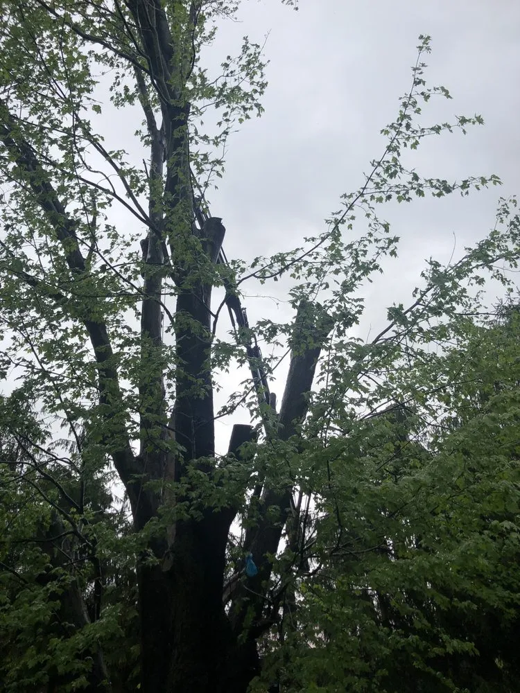 Trusted garden landscaping in Massillon, OH - Petrarca Landcare