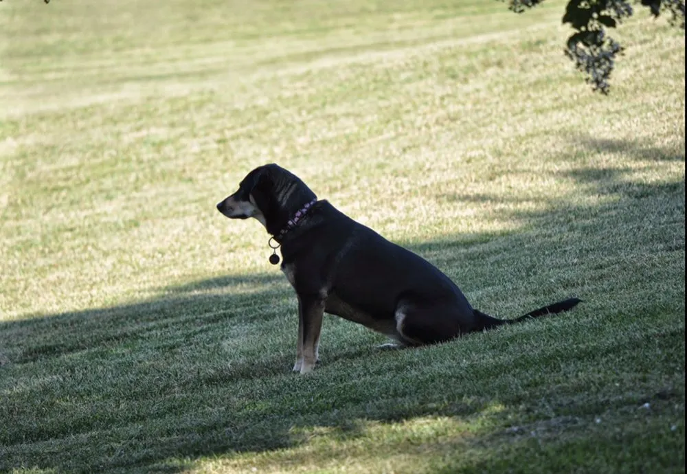 Expert outdoor landscaping with custom design in Asheville, NC by Petrey Lawn Care