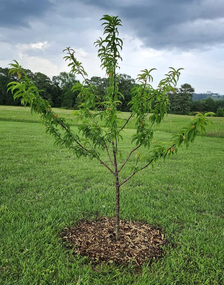 Expert garden landscaping in Neches, TX - Petri Landscaping