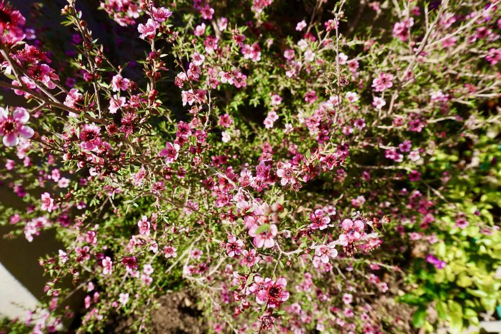 Expert landscaping services in Menlo Park, CA by Petrus Landscaping