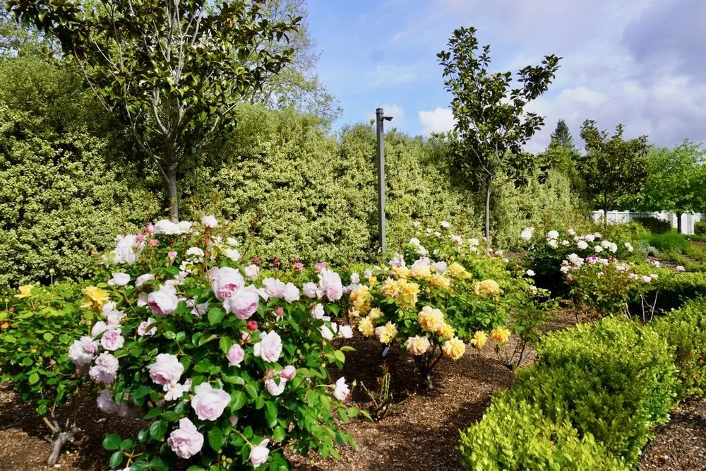 Trusted yard maintenance experts serving Menlo Park, CA - Petrus Landscaping